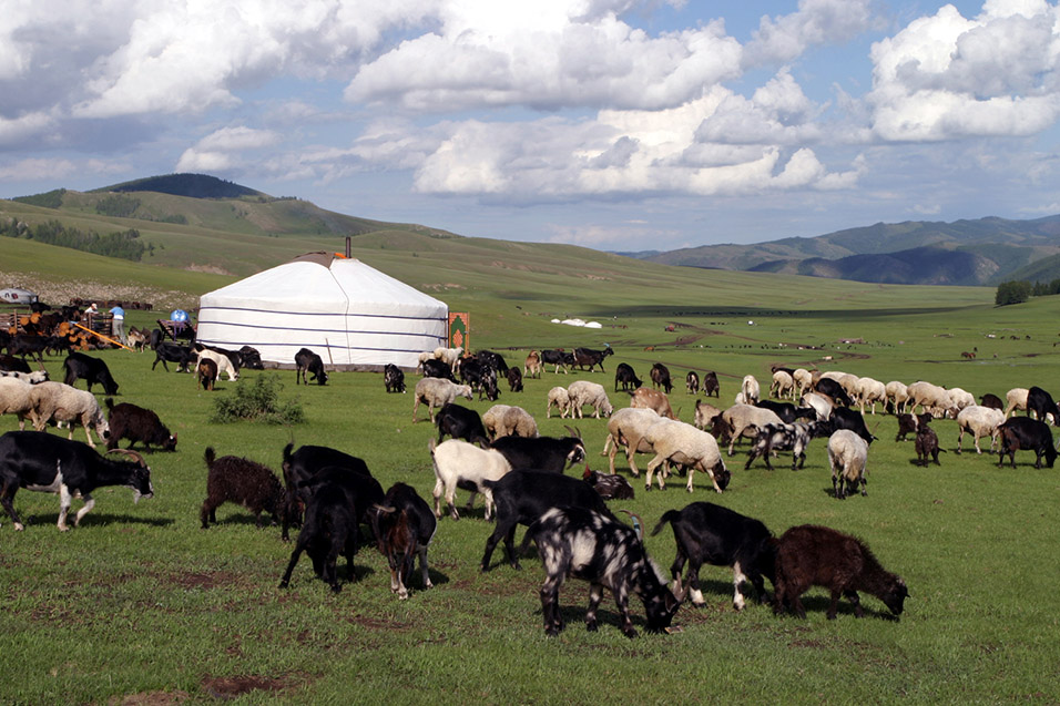 Мал хол. Кочевое скотоводство Монголии. Овцеводство в Монголии. Скотовод в Монголии. Крупный рогатый скот в Монголии.