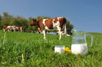 Животноводство молочное