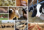 Народно – хозяйственное значение животноводства