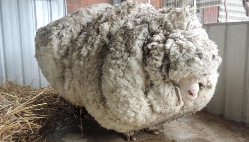 Как называется шерсть овцы?