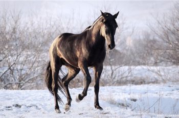 Карачевская порода лошадей