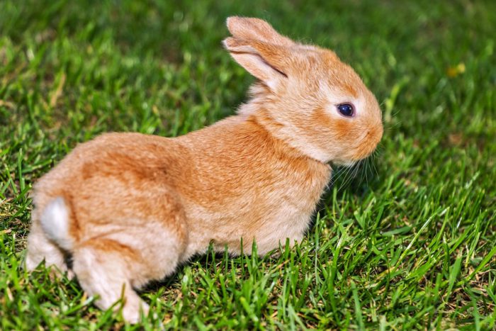 Как назвать кролика?
