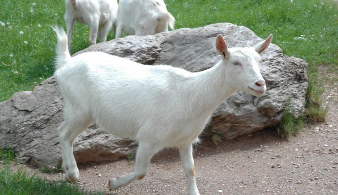 Понос у коз – от причин до решения проблемы 🐐