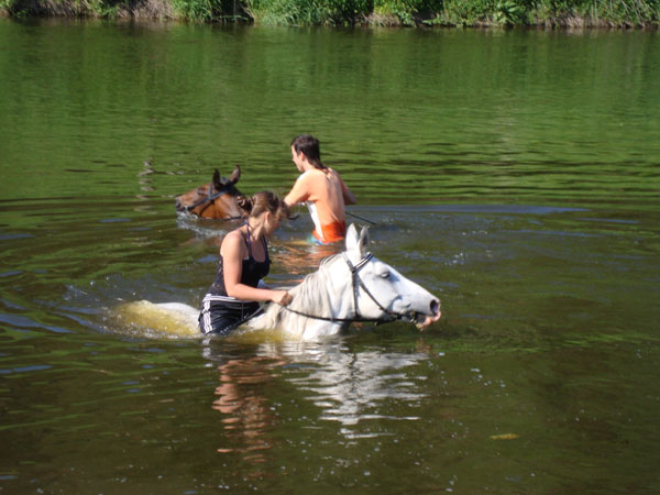 Лошади умеют плавать