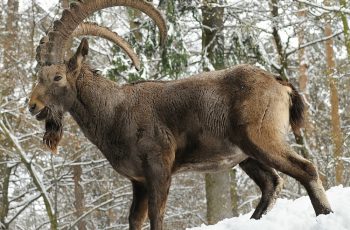 Сибирский горный козел