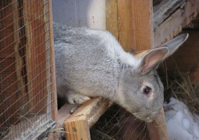 Кролиководство в Татарстане
