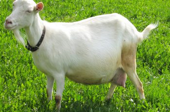 Сколько ходит беременная коза?