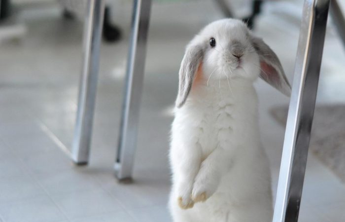Кролики умирают без видимых причин