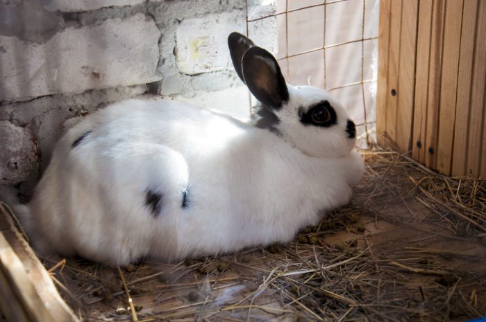 Как определить беременность крольчихи?