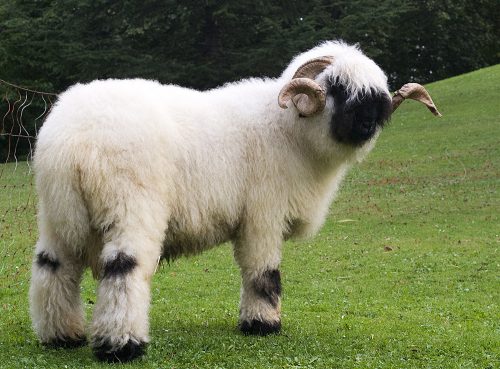 Валлийские овцы