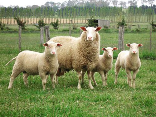Молочные породы овец