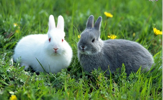 Чем отличается заяц от кролика?