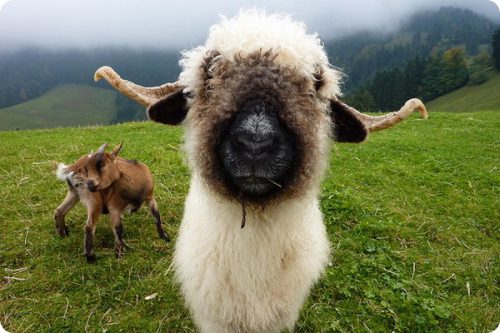 Подвиды валлийских овец и их характеристики