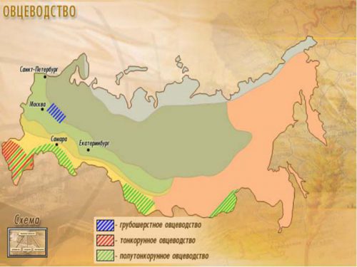 Овцеводство в России