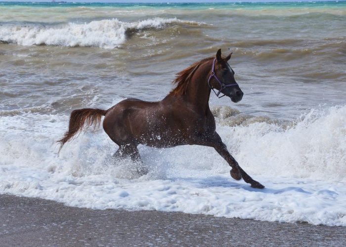 Лошади умеют плавать