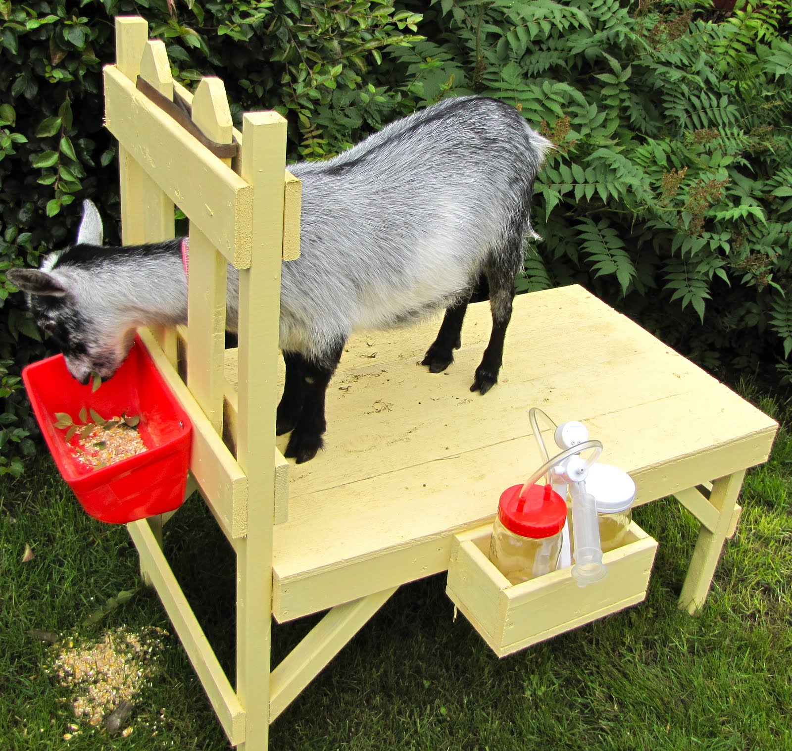 Кормушки для коз своими руками под сено, зерно: чертежи, размеры, фото, видео