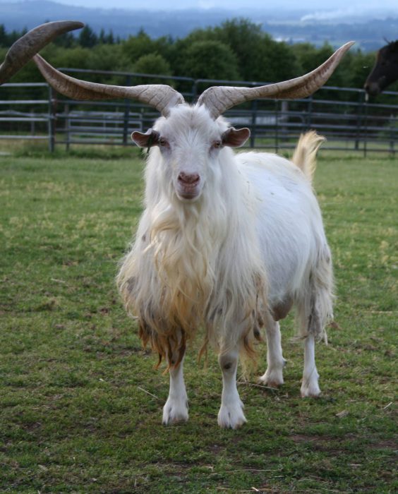 Кашемировая коза