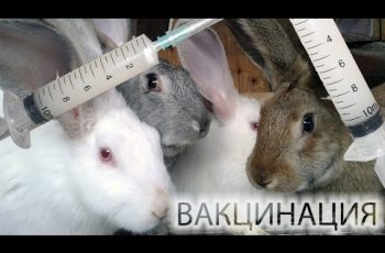 Вакцинация кроликов