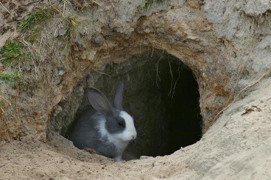 Кролиководство в яме