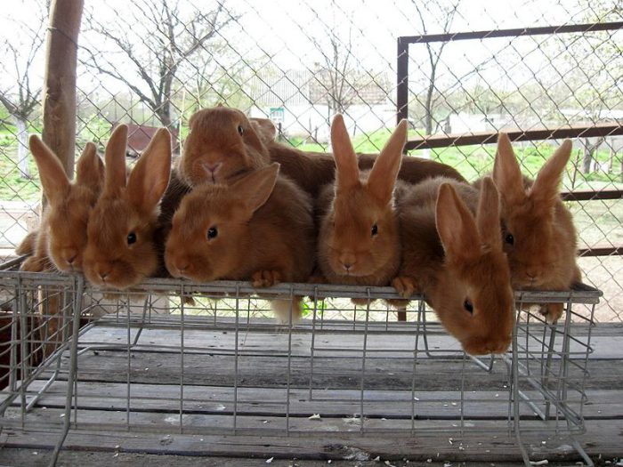 Кролиководство в Белоруссии