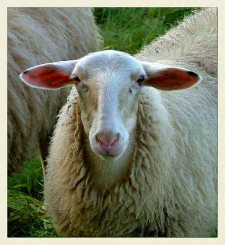 Грубошерстные породы овец