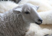 Мониезиоз овец