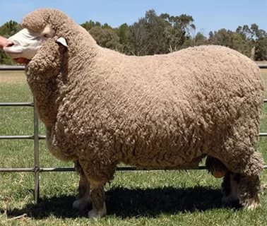 Мериносы – порода овец