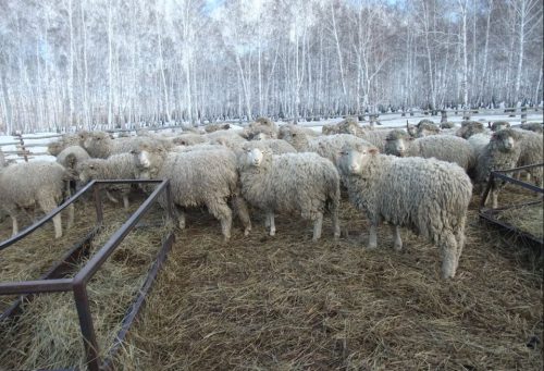 Овцеводство в России