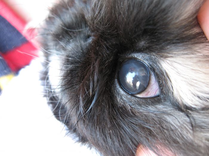 Из-за чего у кроликов чаще всего слезятся глаза?