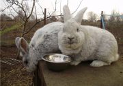 Кролиководство в Белоруссии