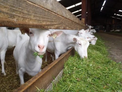 Изображение - Разведение коз как бизнес в домашних условиях i-1-30-500x375