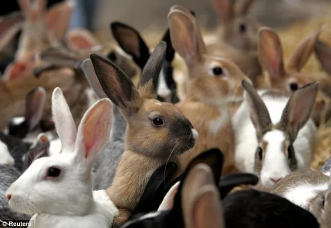 Кролиководство: ферма