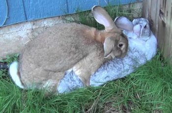 Кролиководство. Спаривание кроликов