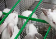 Кролики Хикуль и Хиплус: описание