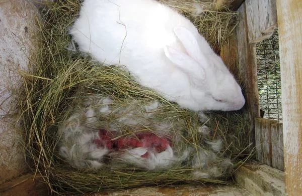 Почему крольчиха разбрасывает крольчат сразу после окрола?