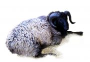 Каракульская порода овец