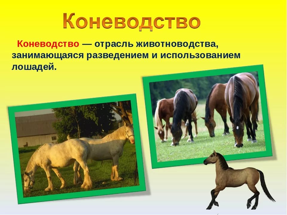 Реферат: История и гигиена коневодства в Республике Казахстан