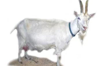 Горьковская коза