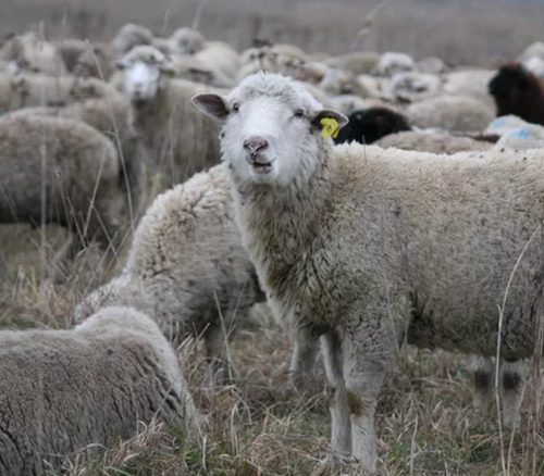 Цигайская порода овец
