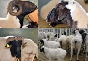 Калмыцкая порода овец