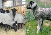Грубошерстные породы овец
