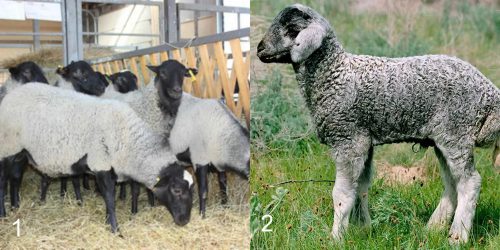 Разновидности грубошерстных пород овец