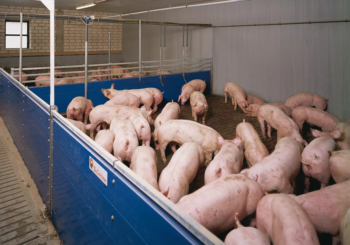 Привести свиней