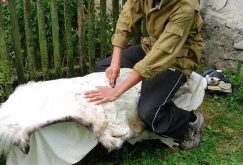 Как выделать шкуру овцы в домашних условиях?