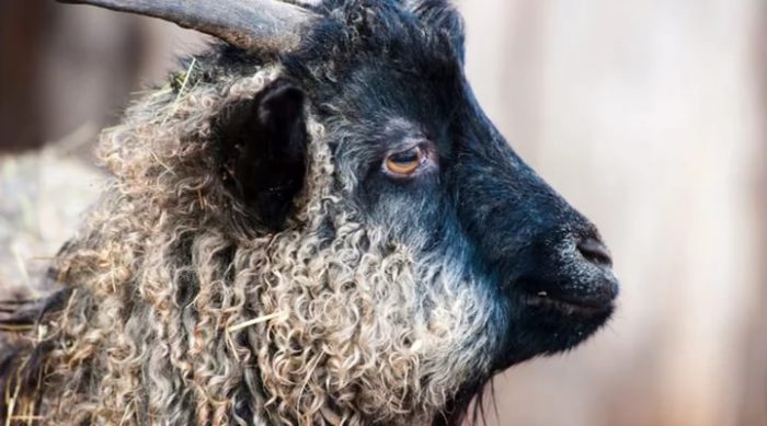 Пуховые породы коз