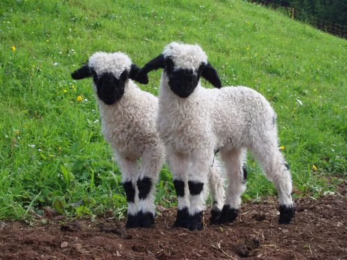 Валлийские овцы