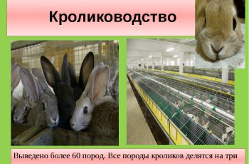 Кролиководство и породы кроликов