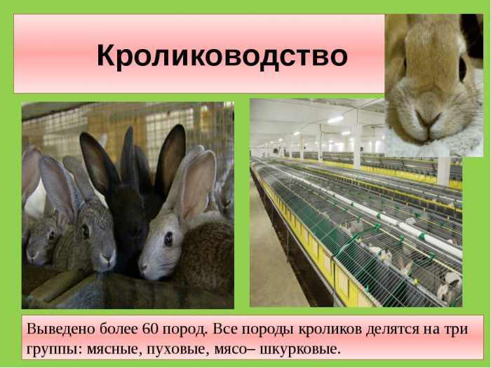 Кролиководство и породы кроликов