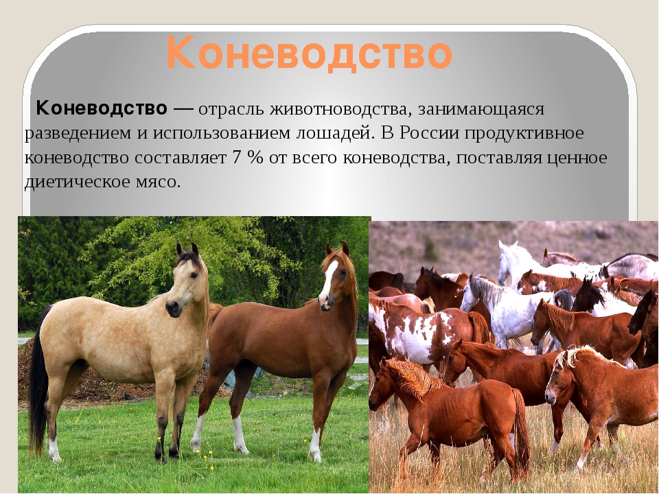 Реферат: История коневодства в Тамбовской области