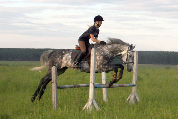 Тренировка лошади